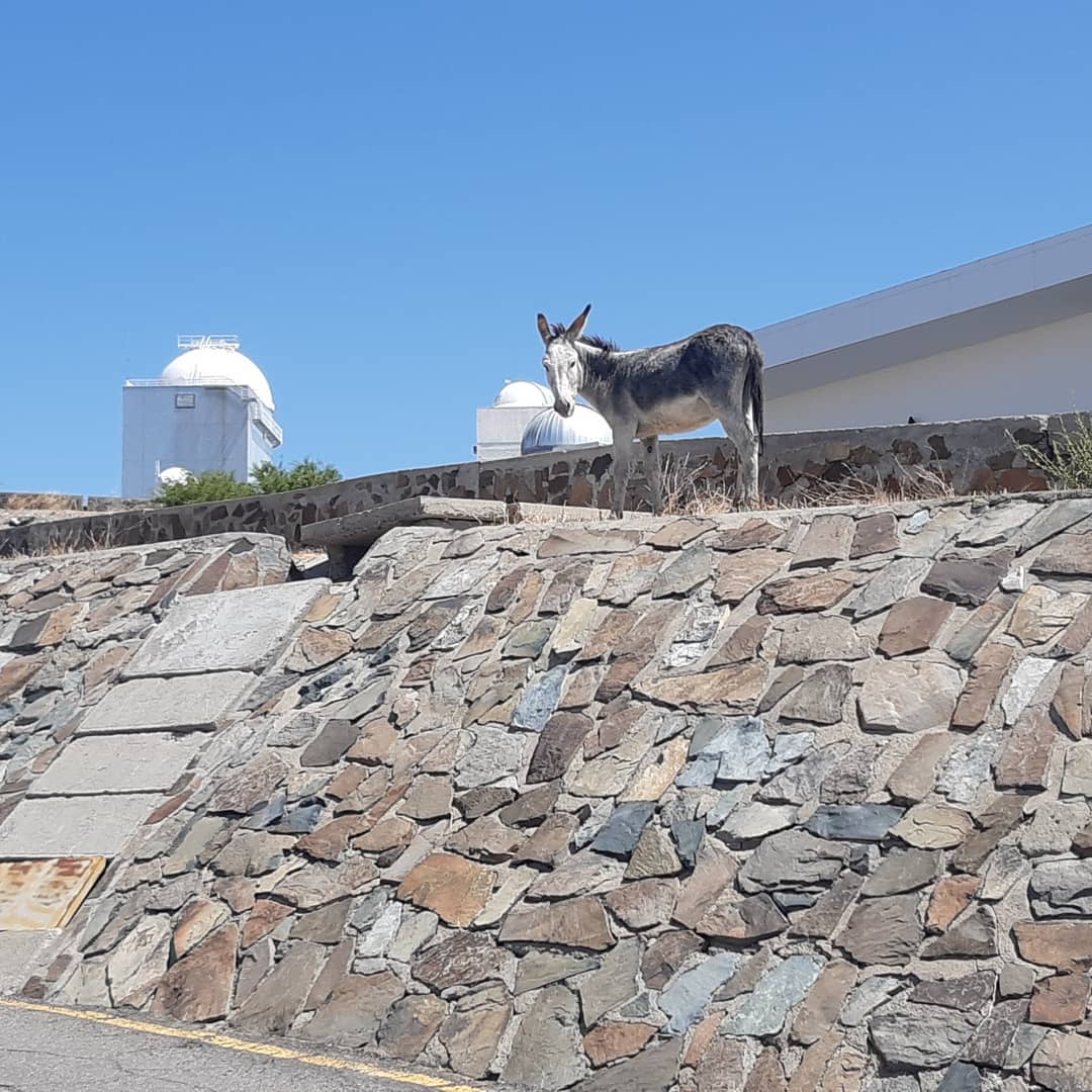 Photo of a donkey hanging out at La Silla