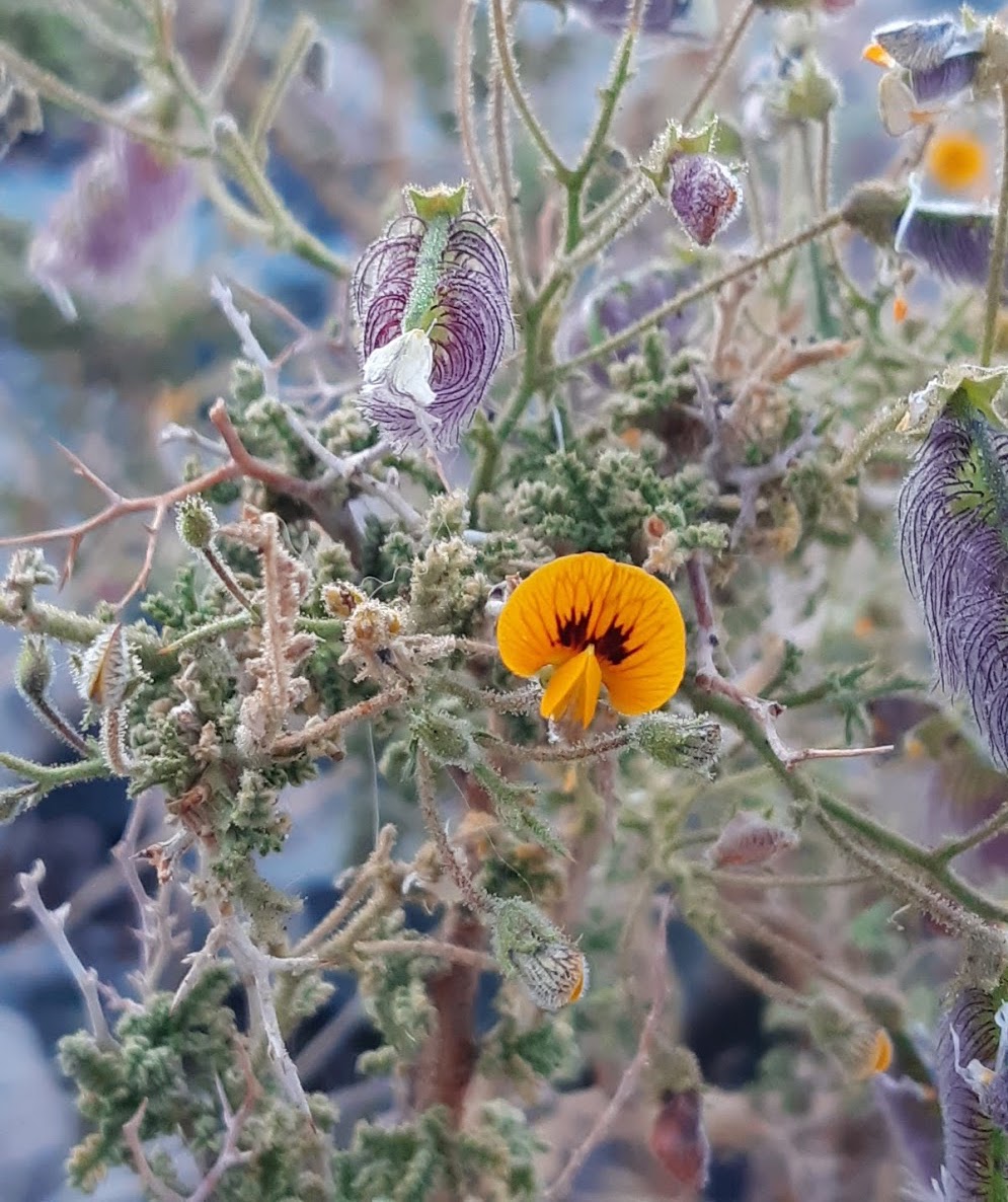Random flower growing in the
																desertic conditions of La Silla