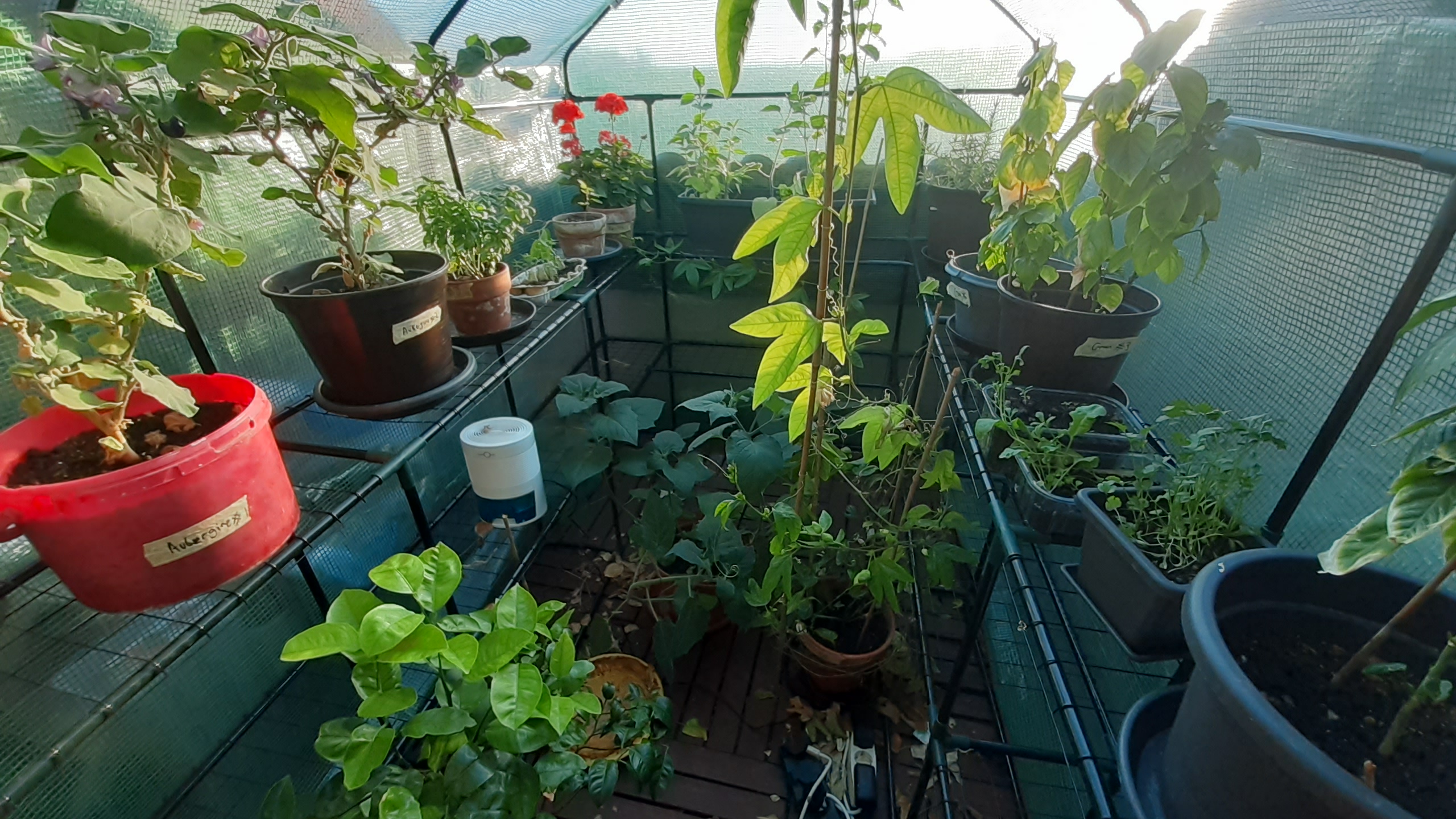 Photo of Sofía's plants in her balcony's green house